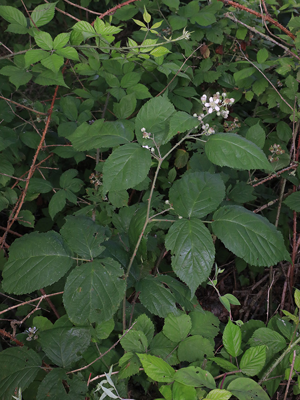 Rubus macrophyllus