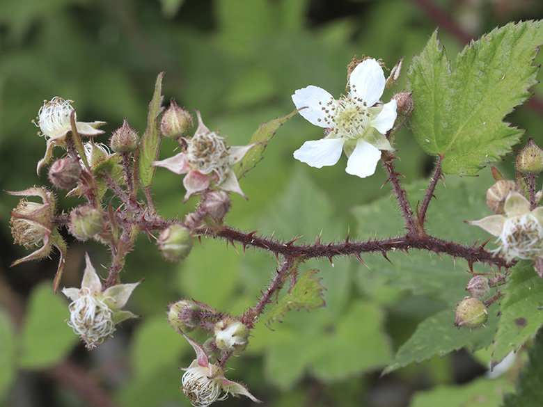 Rubus meierottii