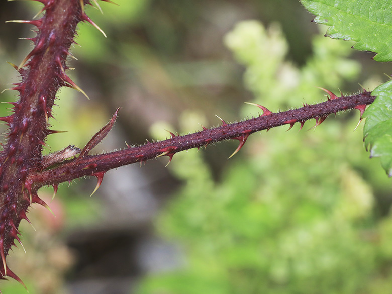 Rubus meierottii