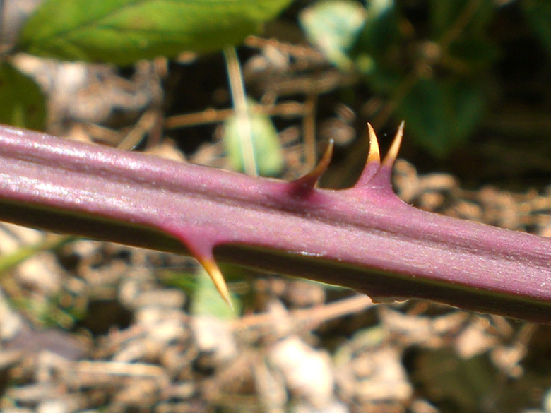 Rubus montanus