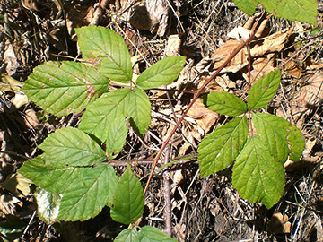 Rubus montanus