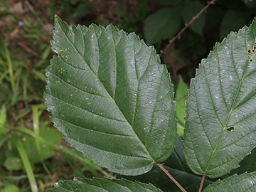 Rubus montanus