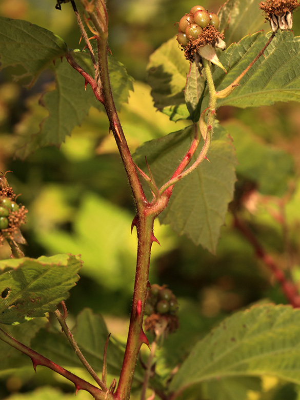 Rubus montanus