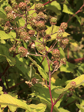 Rubus montanus