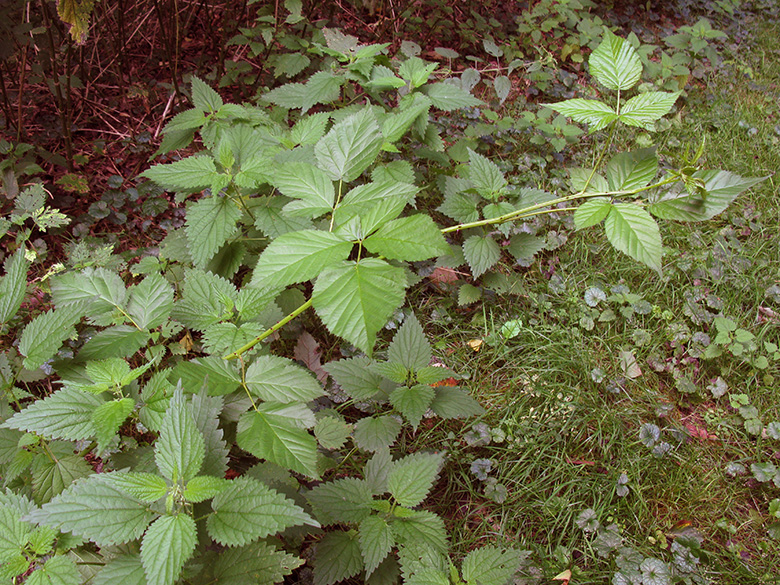 Rubus nessensis