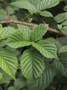 Rubus oreades
