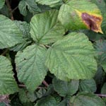 Rubus idaeoides
