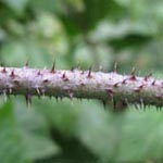 Rubus idaeoides