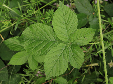 Rubus rugosifolius