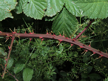 Rubus senticosus