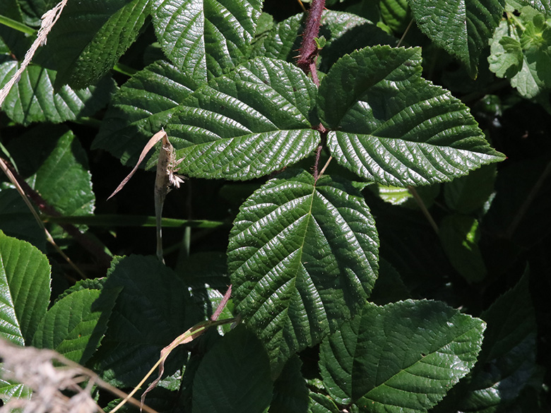 Rubus speculatus
