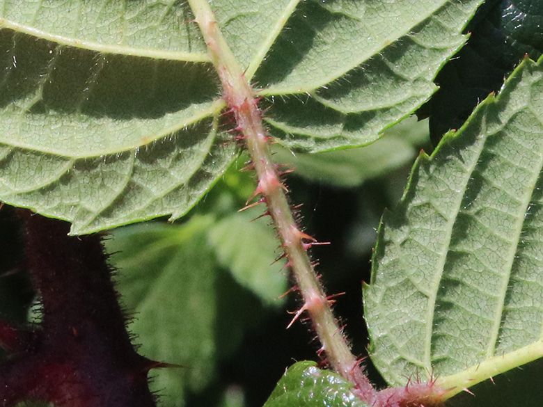 Rubus speculatus