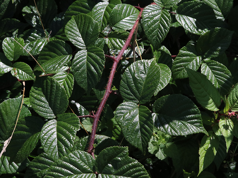Rubus speculatus