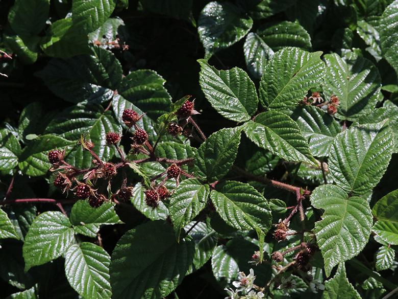 Rubus speculatus