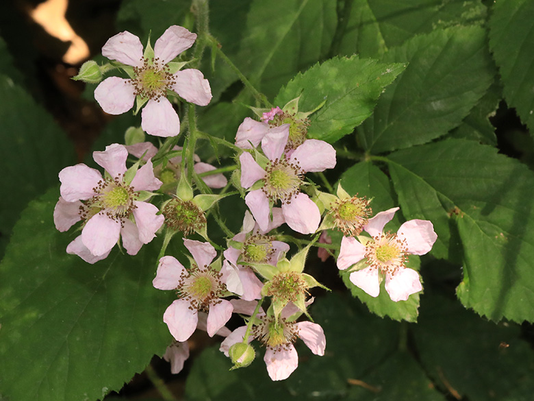Rubus sprengelii