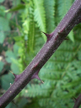 Rubus vestitus