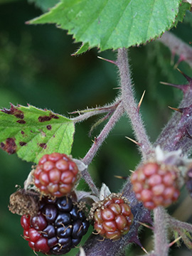 Rubus vestitus