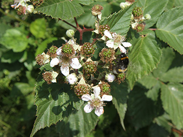 Rubus vigorosus