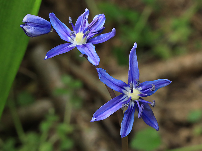 Scilla amoena