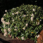 Skimmia japonica - Japanische Skimmie
