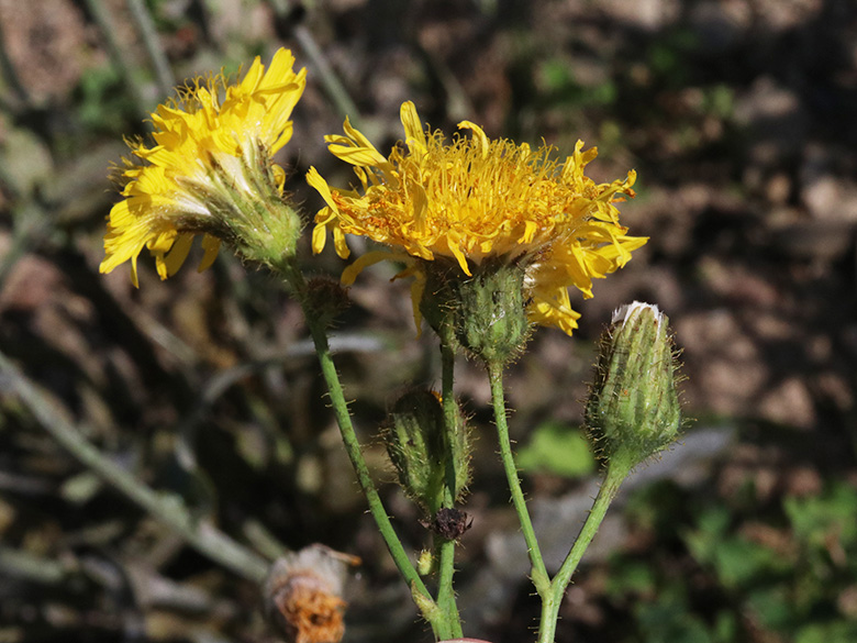 Sonchus arvensis