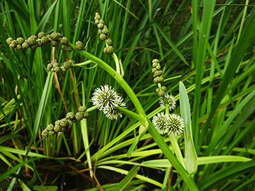 Sparganium erectum neglectum