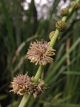 Sparganium erectum neglectum