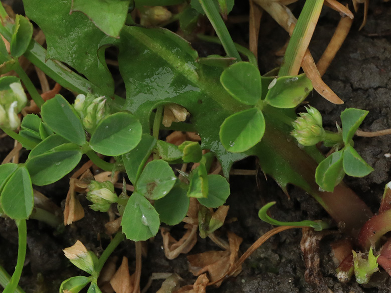 Trifolium nigrescens