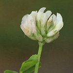 Trifolium nigrescens - Schwarzwerdender Klee