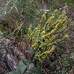 Verbascum chaixii - Französische Königskerze