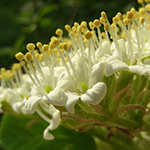 Viburnum lantana - Wolliger Schneeball