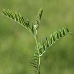 Vicia cracca - Vogel-Wicke