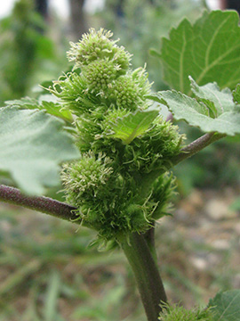 Xanthium saccharatum