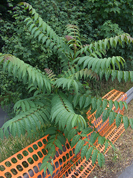 Ailanthus altissima