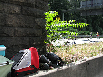 Ailanthus altissima