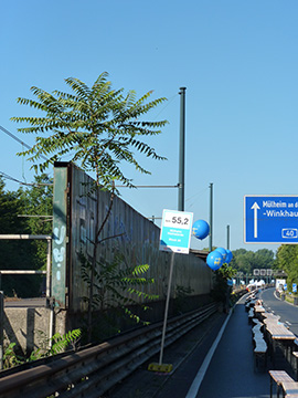 Ailanthus altissima