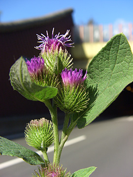 Arctium minus