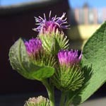 Arctium minus