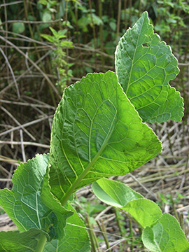 Armoracia rusticana