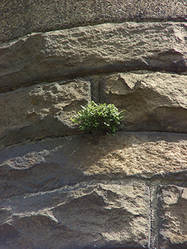 Asplenium ruta-muraria