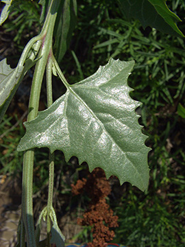 Atriplex micrantha
