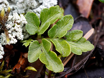 Botrychium multifidum