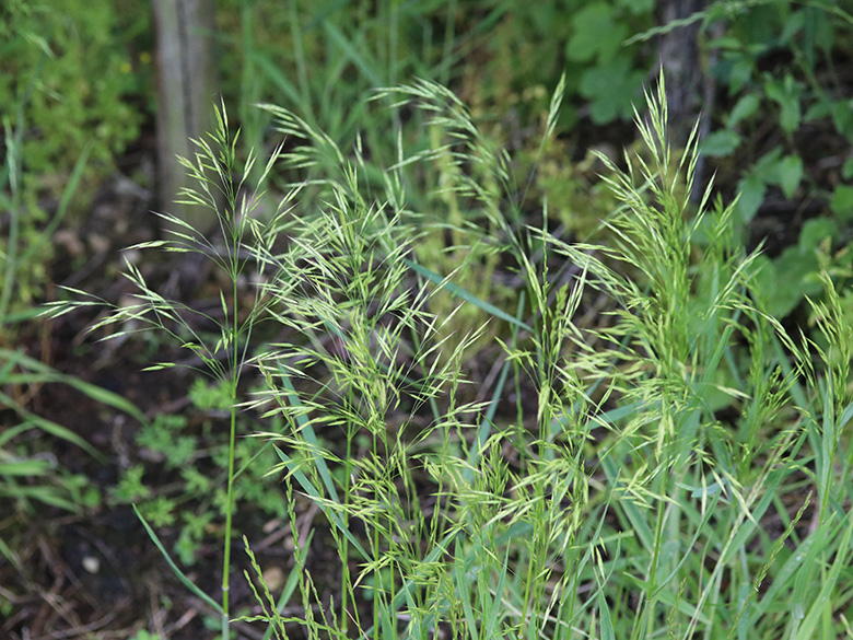 Bromus arvensis