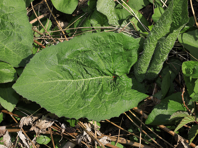 Cicerbita macrophylla uralensis