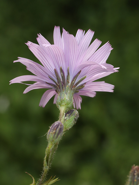 Cicerbita macrophylla uralensis