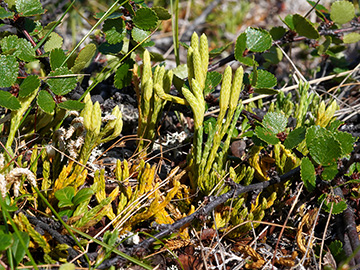 Diphasiastrum alpinum