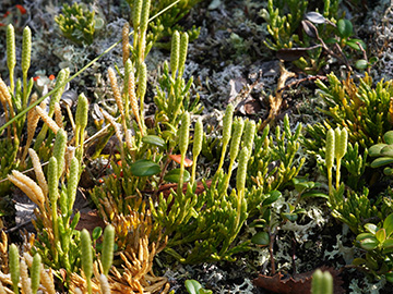 Diphasiastrum complanatum montellii