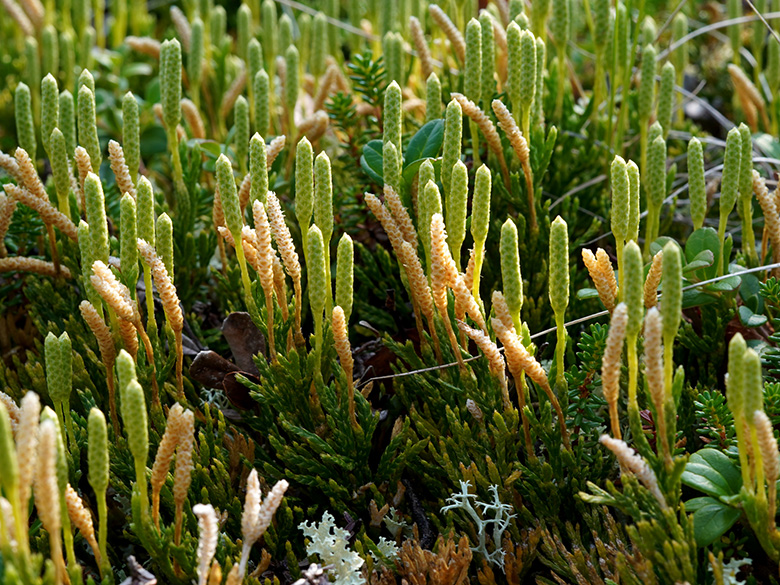 Diphasiastrum complanatum montellii