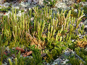Diphasiastrum complanatum montellii