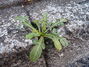 Diplotaxis tenuifolia